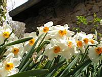 Narcisse (1) (Photo F. Mrugala)